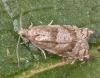 Rhopobota naevana